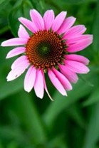 1031841_bright_pink_flower_2